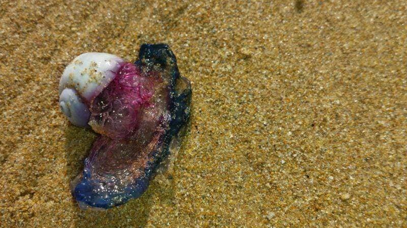 <span style='color:#780948'>ARCHIVED</span> - Beaches in the Vega Baja covered with harmless “sailboat jellyfish”