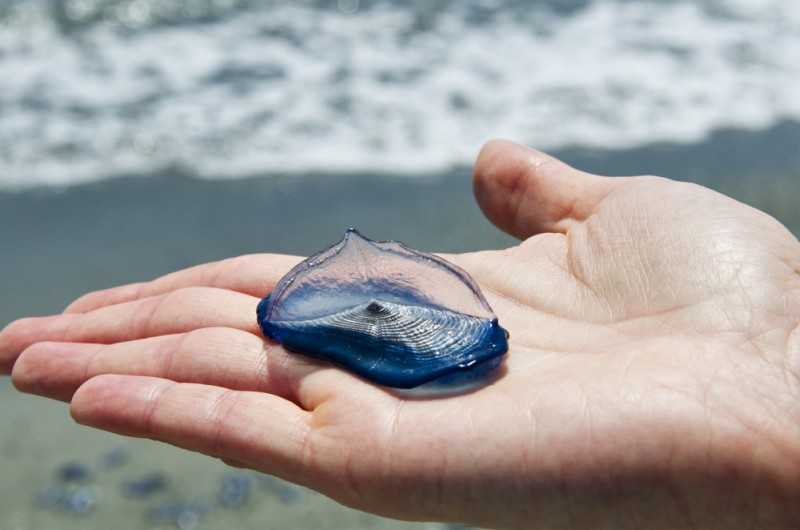 <span style='color:#780948'>ARCHIVED</span> - Beaches in the Vega Baja covered with harmless “sailboat jellyfish”