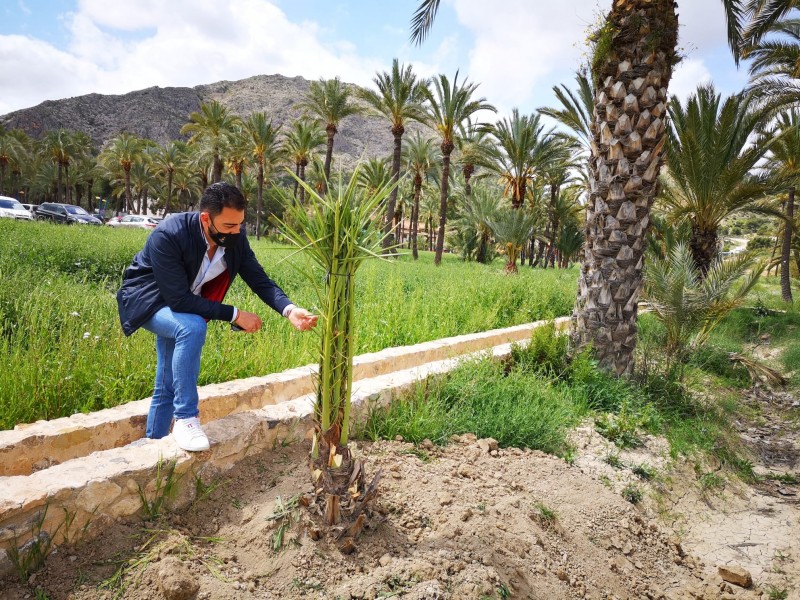 <span style='color:#780948'>ARCHIVED</span> - Palm tree plantation resumes in Palmeral de Orihuela