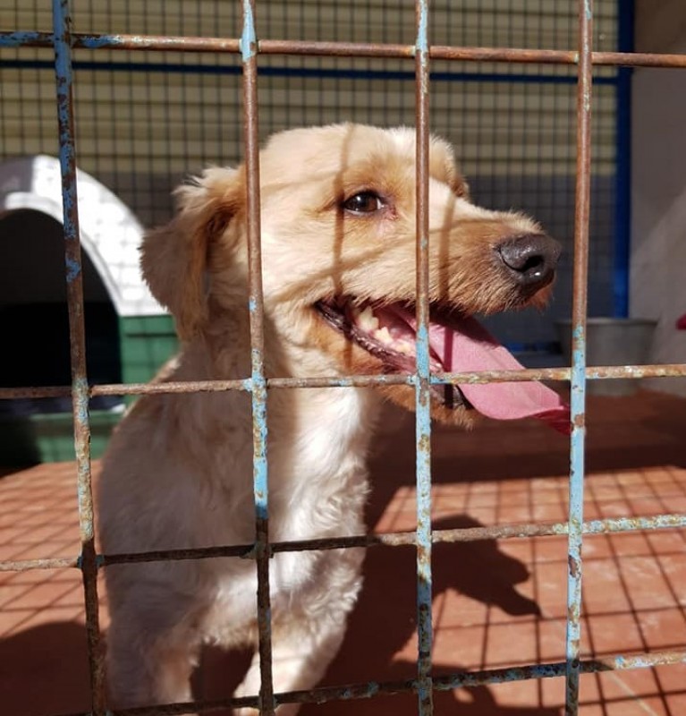 <span style='color:#780948'>ARCHIVED</span> - Torrevieja to invest 700,000 euros in new animal rescue shelter