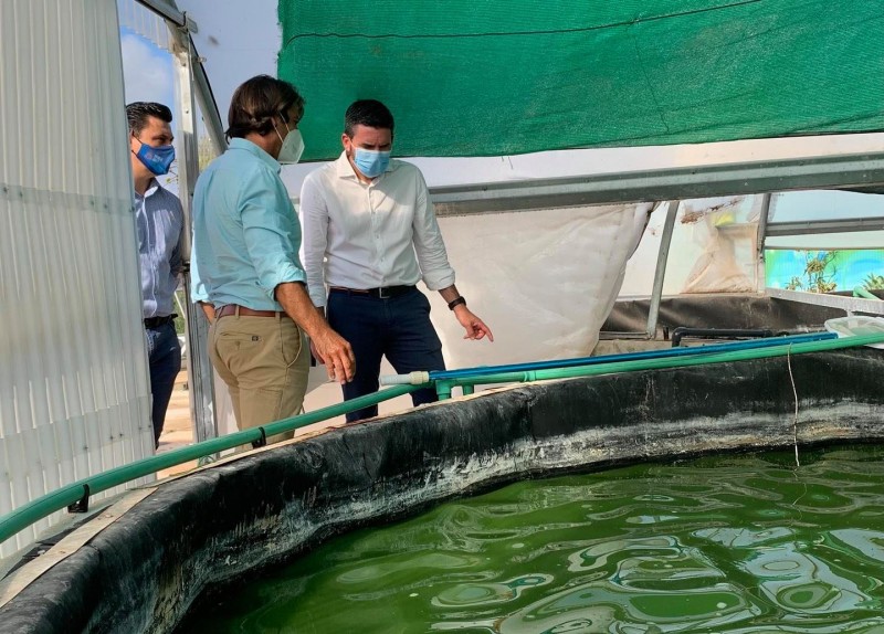 <span style='color:#780948'>ARCHIVED</span> - Microalgae farmed for commercial use in San Javier