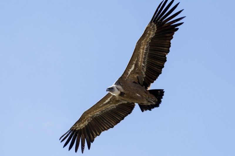<span style='color:#780948'>ARCHIVED</span> - Griffon vultures begin to breed again the Sierra Espuña