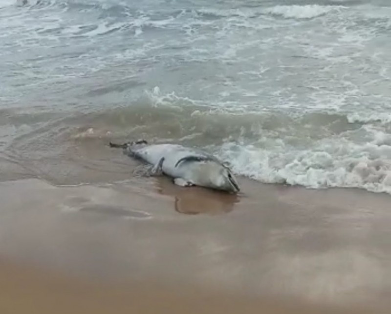 <span style='color:#780948'>ARCHIVED</span> - Giant fish washes up dead on Guardamar del Segura beach