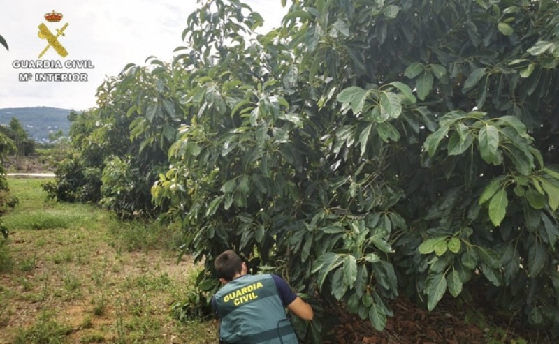 <span style='color:#780948'>ARCHIVED</span> - Alicante fruit thieves investigated over theft of three tonnes of avocados