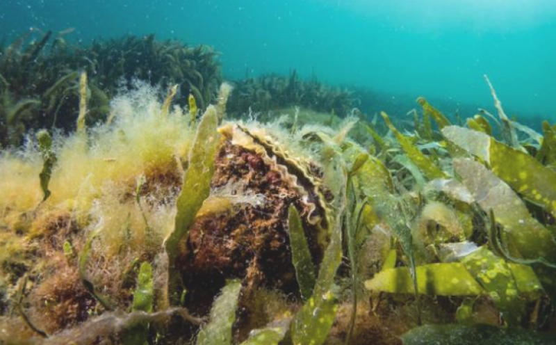 <span style='color:#780948'>ARCHIVED</span> - Army of 60 million oysters to decontaminate the Mar Menor