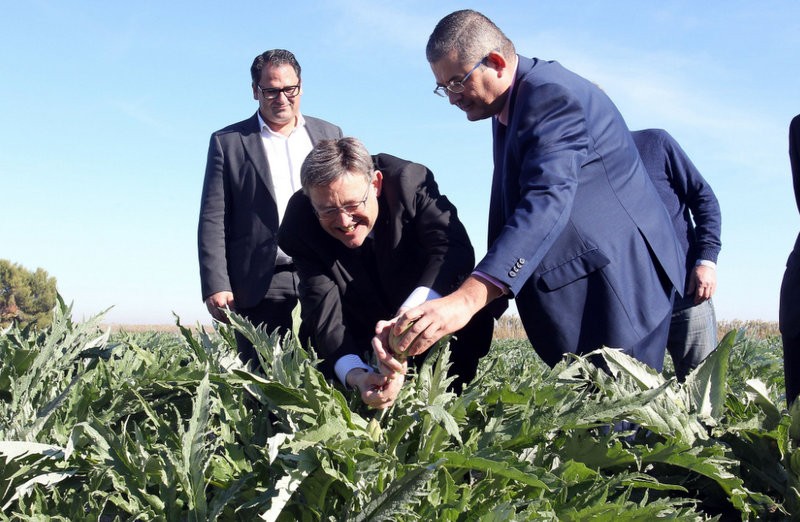 Drought dampens the mood as the Vega Baja artichoke harvest begins