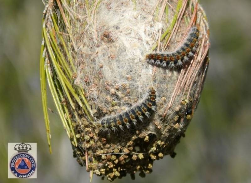 <span style='color:#780948'>ARCHIVED</span> - Mild temperatures herald early arrival of deadly processionary caterpillars in Murcia