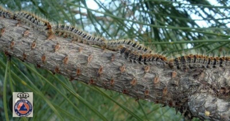 <span style='color:#780948'>ARCHIVED</span> - Mild temperatures herald early arrival of deadly processionary caterpillars in Murcia