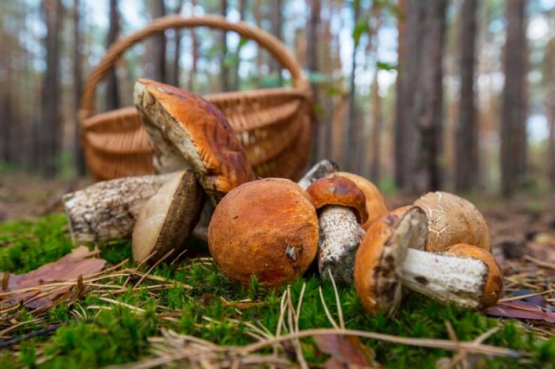 Foraging for mushrooms in Spain in autumn