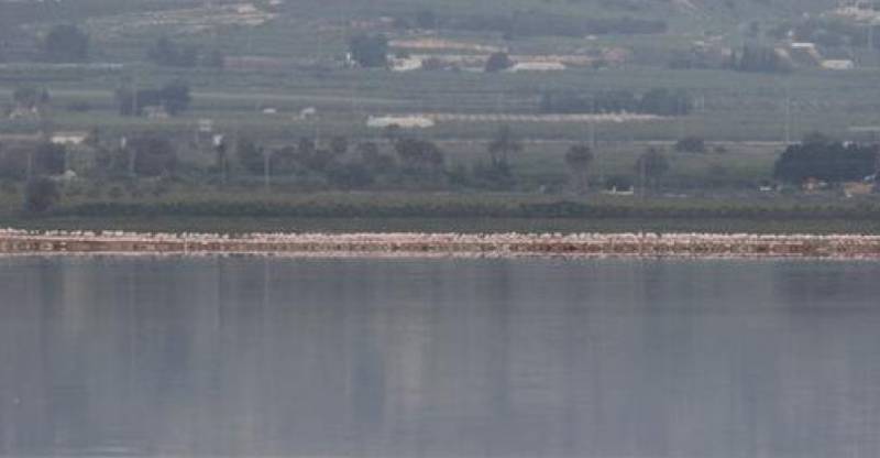 Pink flamingos return to roost in Torrevieja, Spain