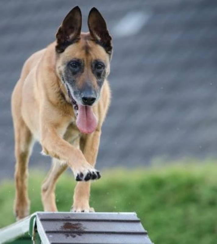 Cartagena's municipal kennel to become a training hub for police and rescue dogs