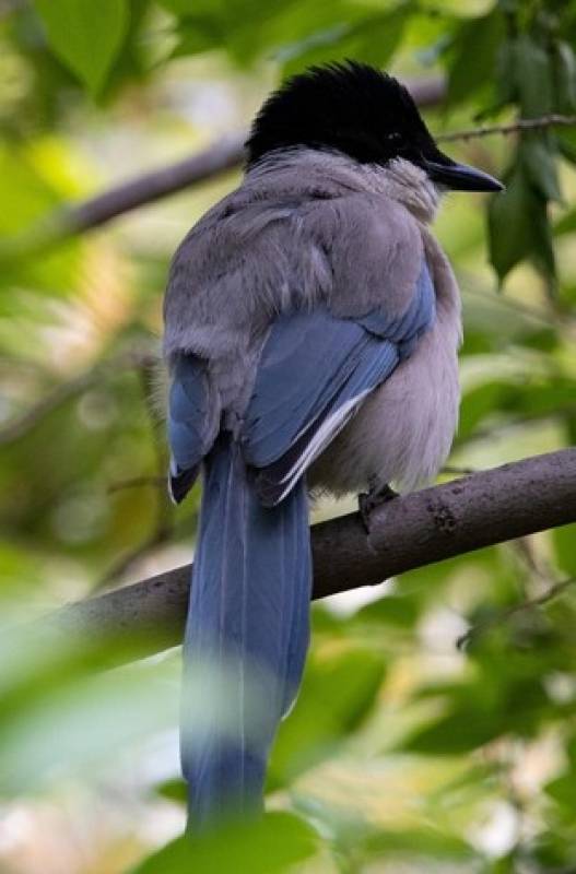 Hilarious videos show birds inexplicably attacking residents in Spanish city