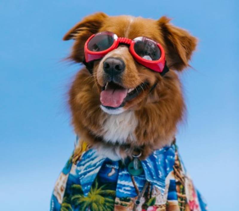 Not without my dog: New guide highlights best pet-friendly getaways in Spain