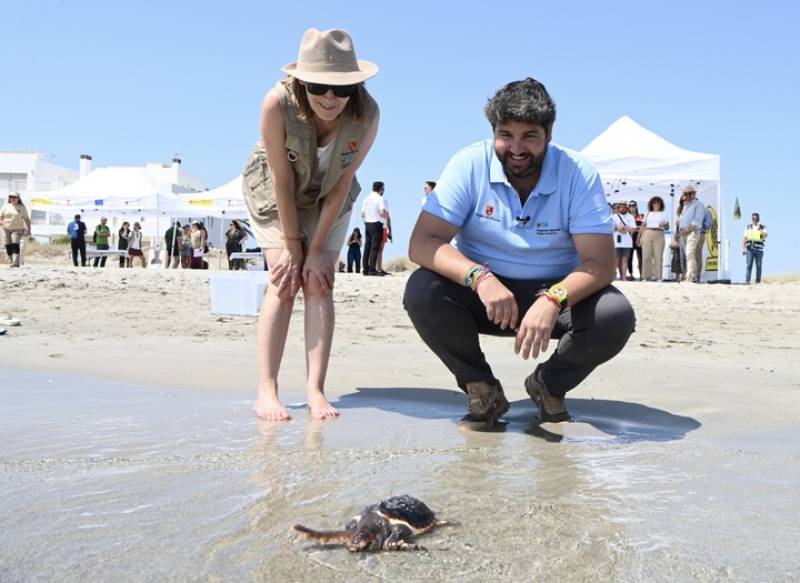 Thirty loggerhead turtles return to the sea from La Manga beach