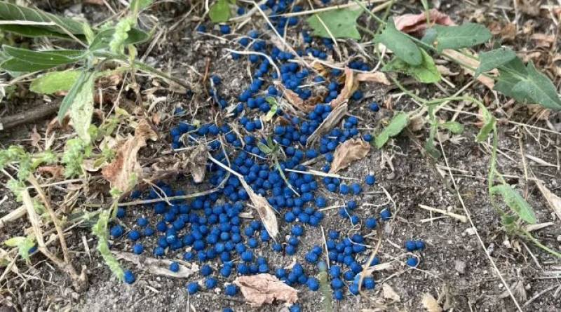 Common gardening product poses lethal threat to dogs across Spain