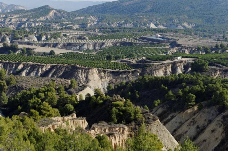 December 27 Free guided tour IN ENGLISH of Gebas in the mountains of Sierra Espuña