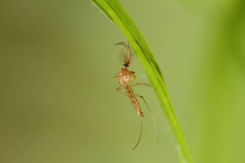 Andalucía declares alert for West Nile Virus