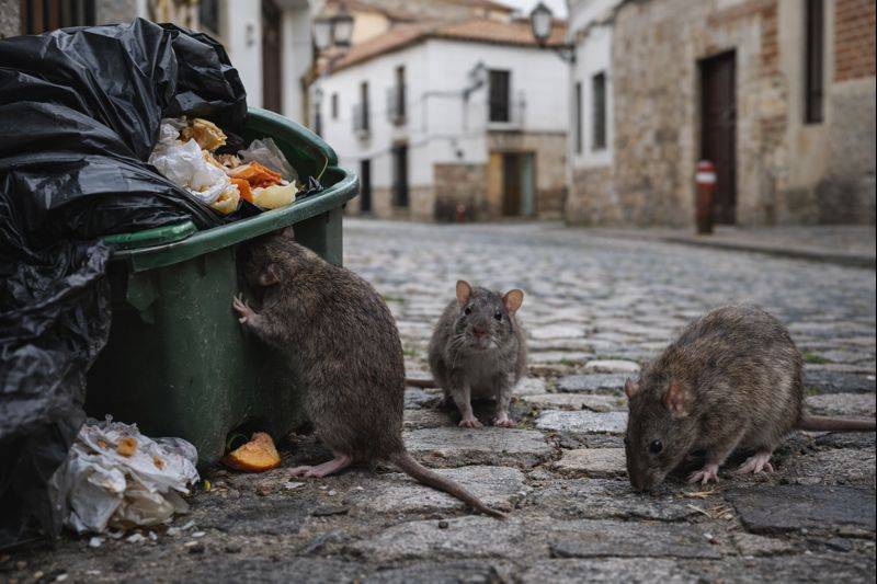 Rising rat sightings spark warning from environmental health experts across Spain