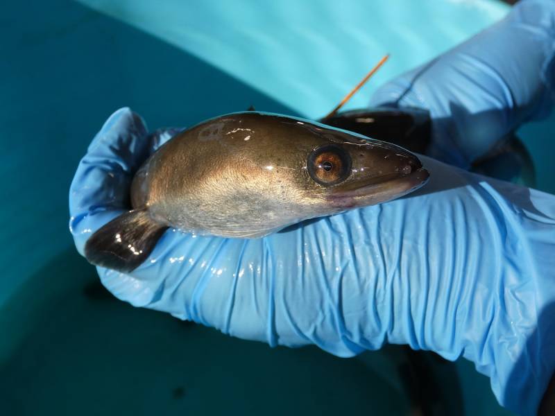 Murcia to oppose the national plan to declare European eels endangered