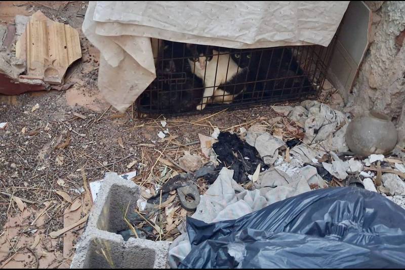 Mystery over 24 cats found abandoned in pet carriers near Cartagena