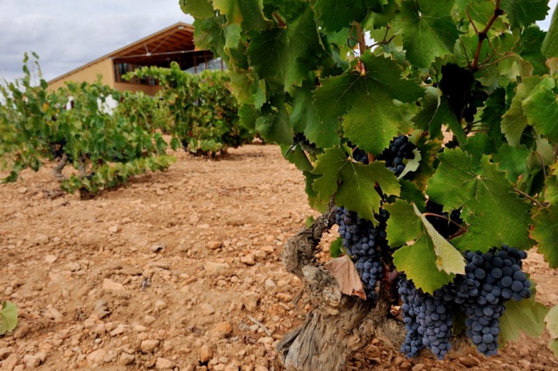 Bodegas Barahonda winery affiliated to the Yecla Wine Route